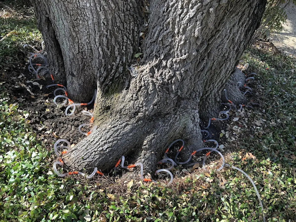 Detailed Tree Cabling and Bracing job site in Fisher