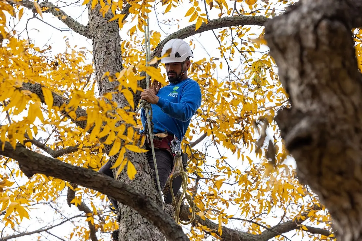 Skilled Tree Transplanting crew working in Fisher